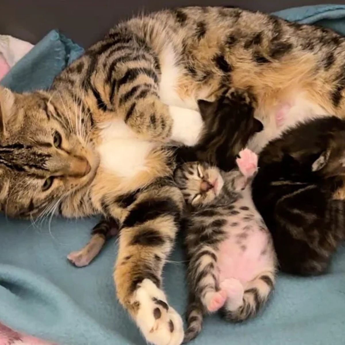 mother cat and puppies