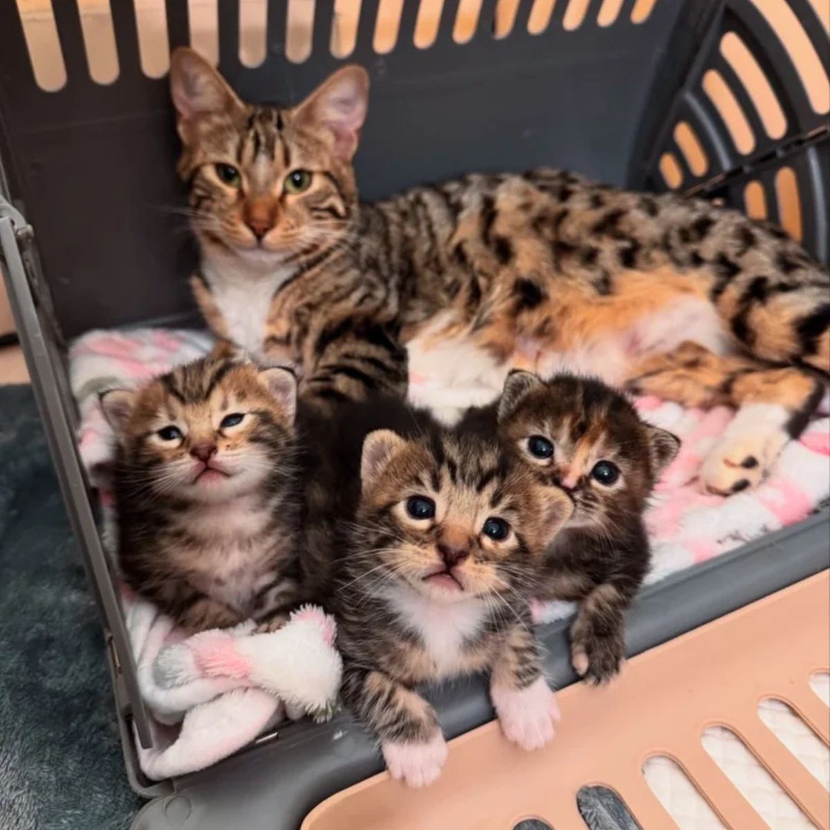 mother cat and sweet puppies