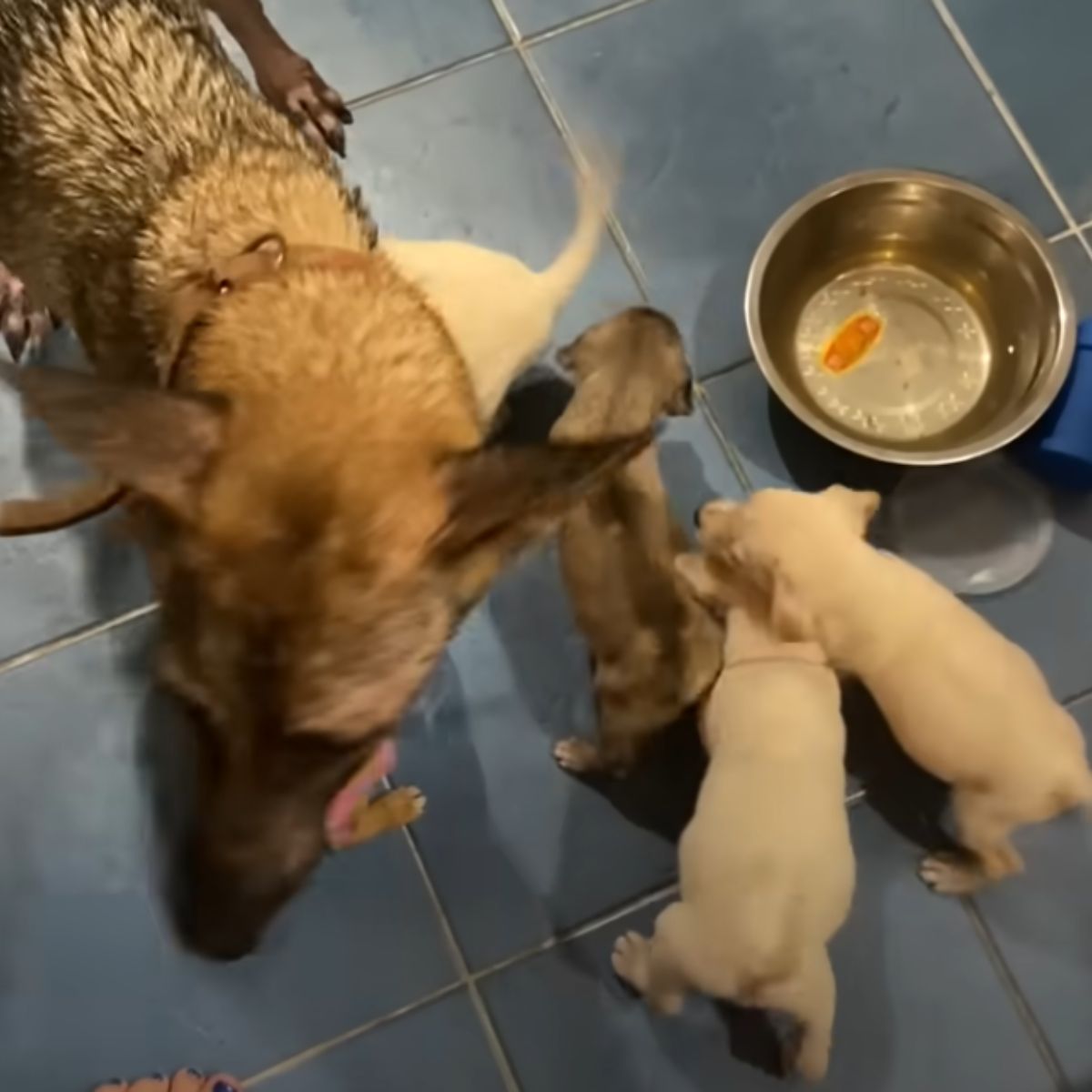 mother dog and puppies