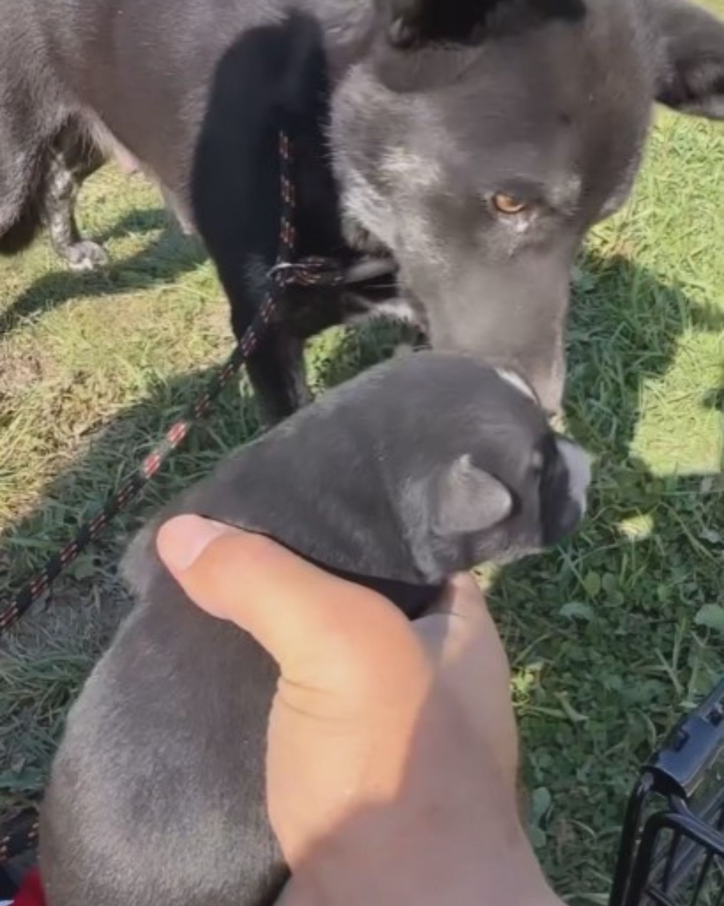 mother dog and puppy