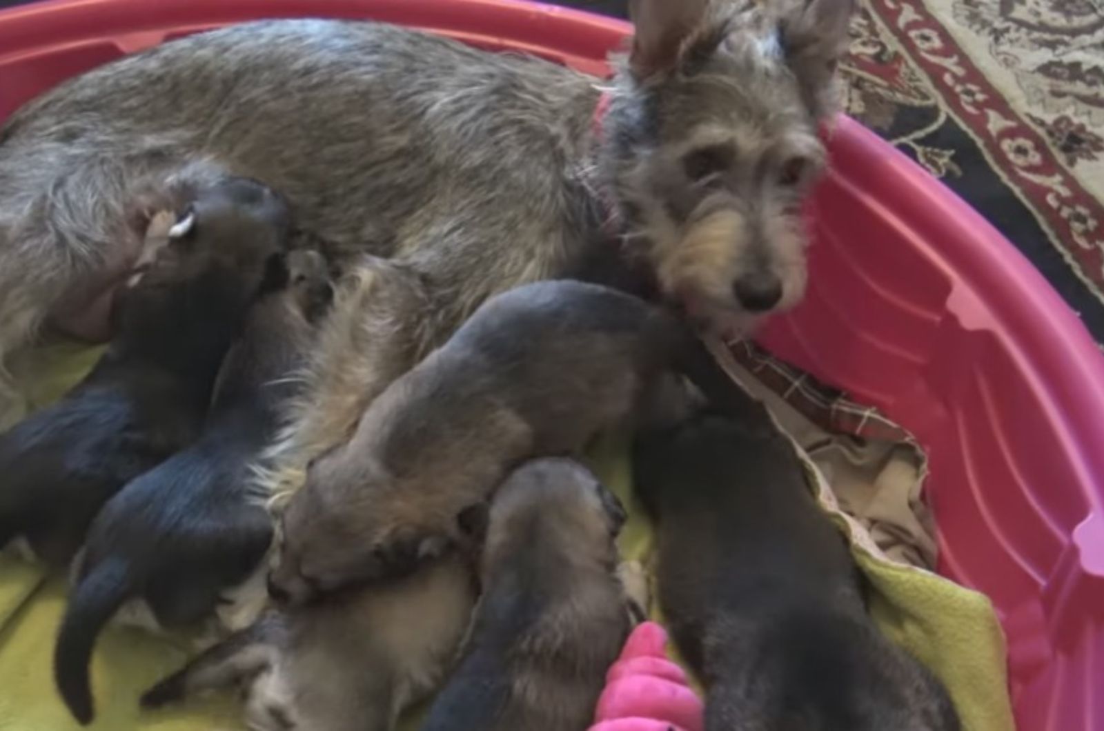 mother dog feeding a puppies