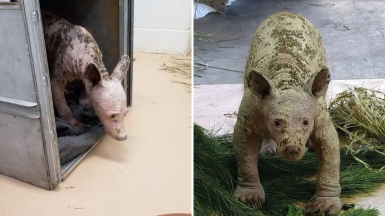 Bald Bear Shows A Jaw-Dropping Transformation At Texas Sanctuary, His Photos Speak Volumes