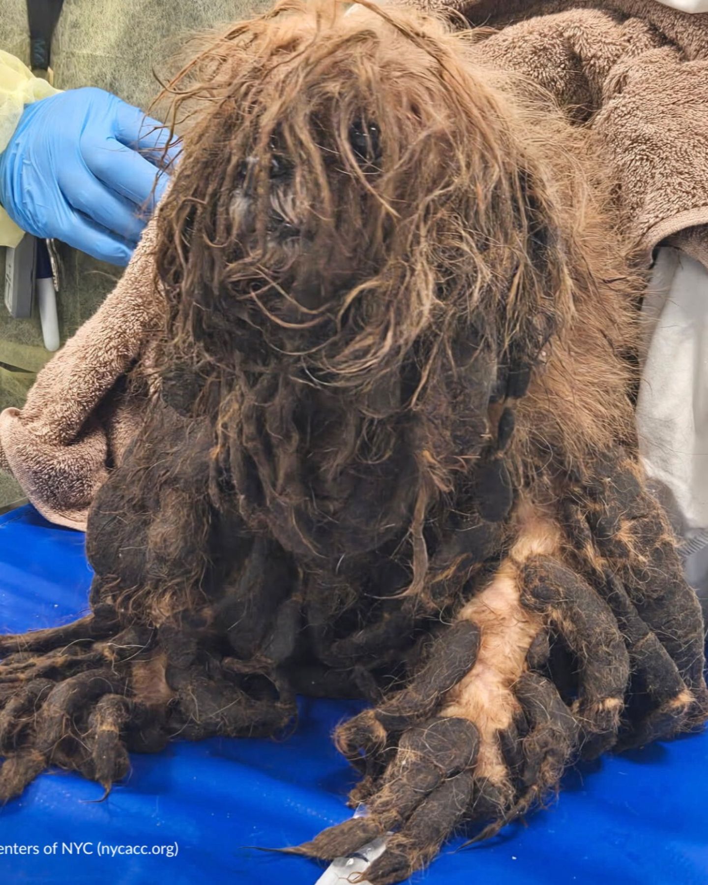 neglected dog