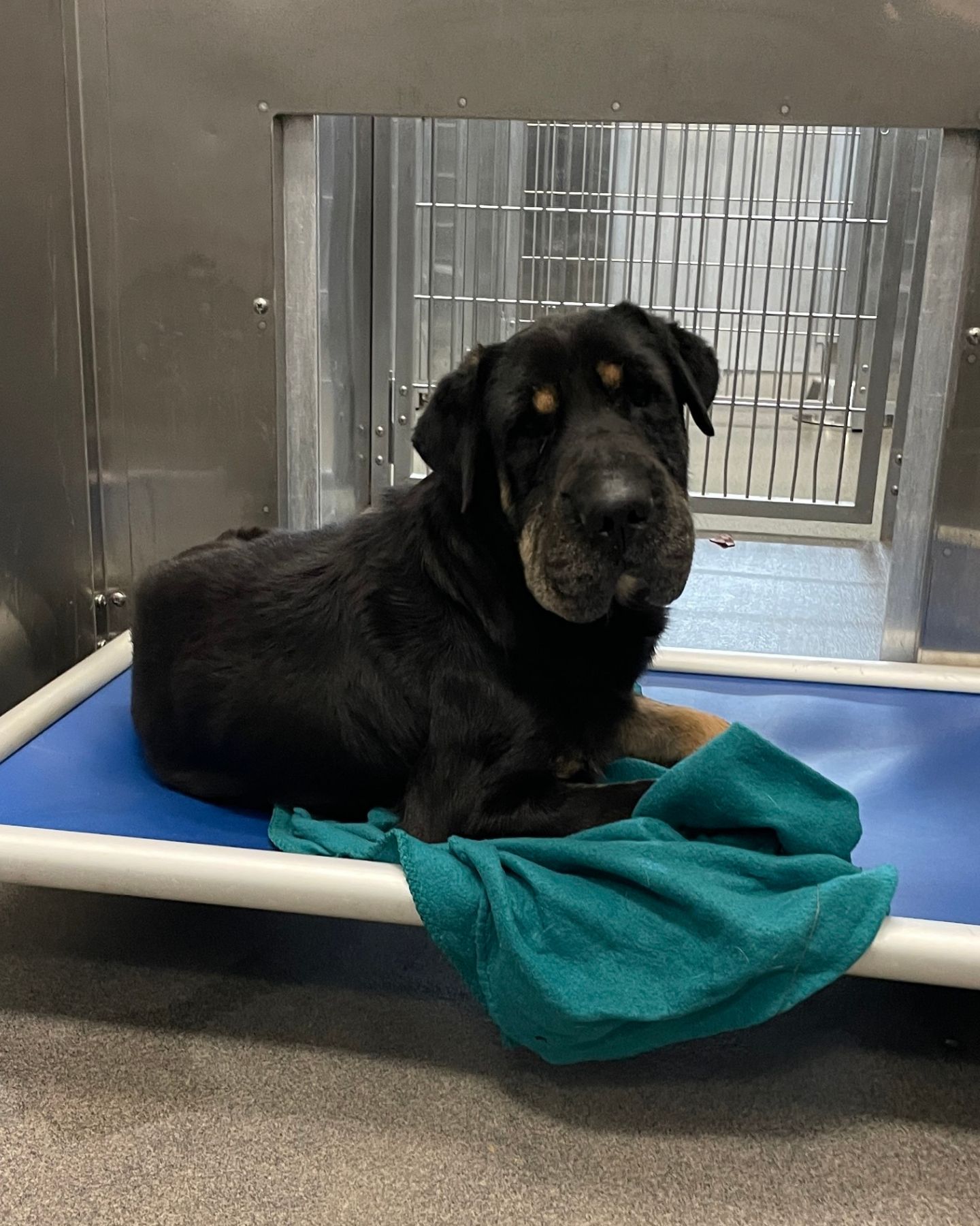 old dog in shelter