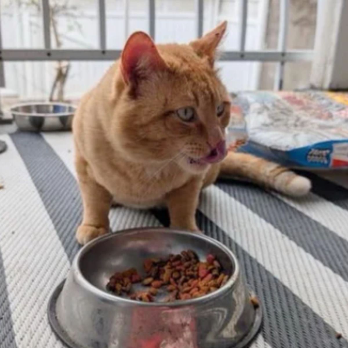 orange cat and food