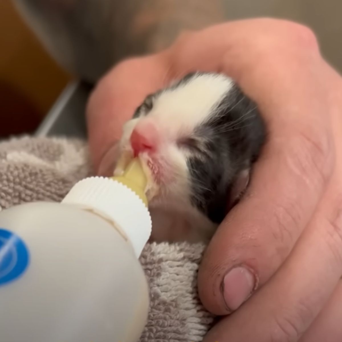owner feeding a tiny kitten