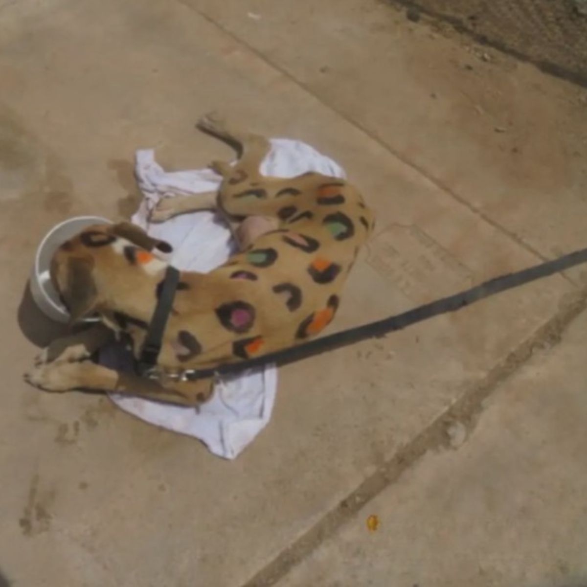 painted dog eating