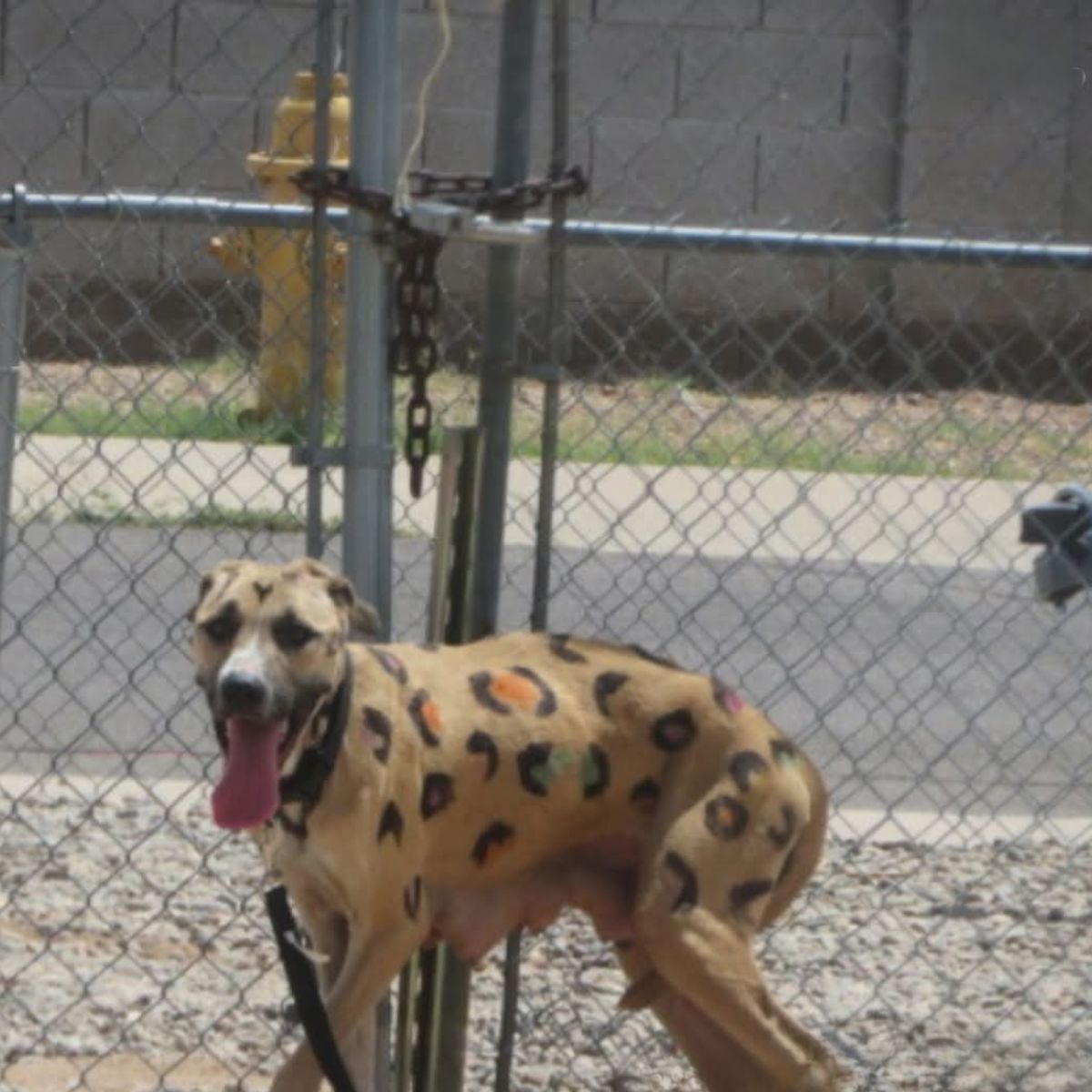 painted dog