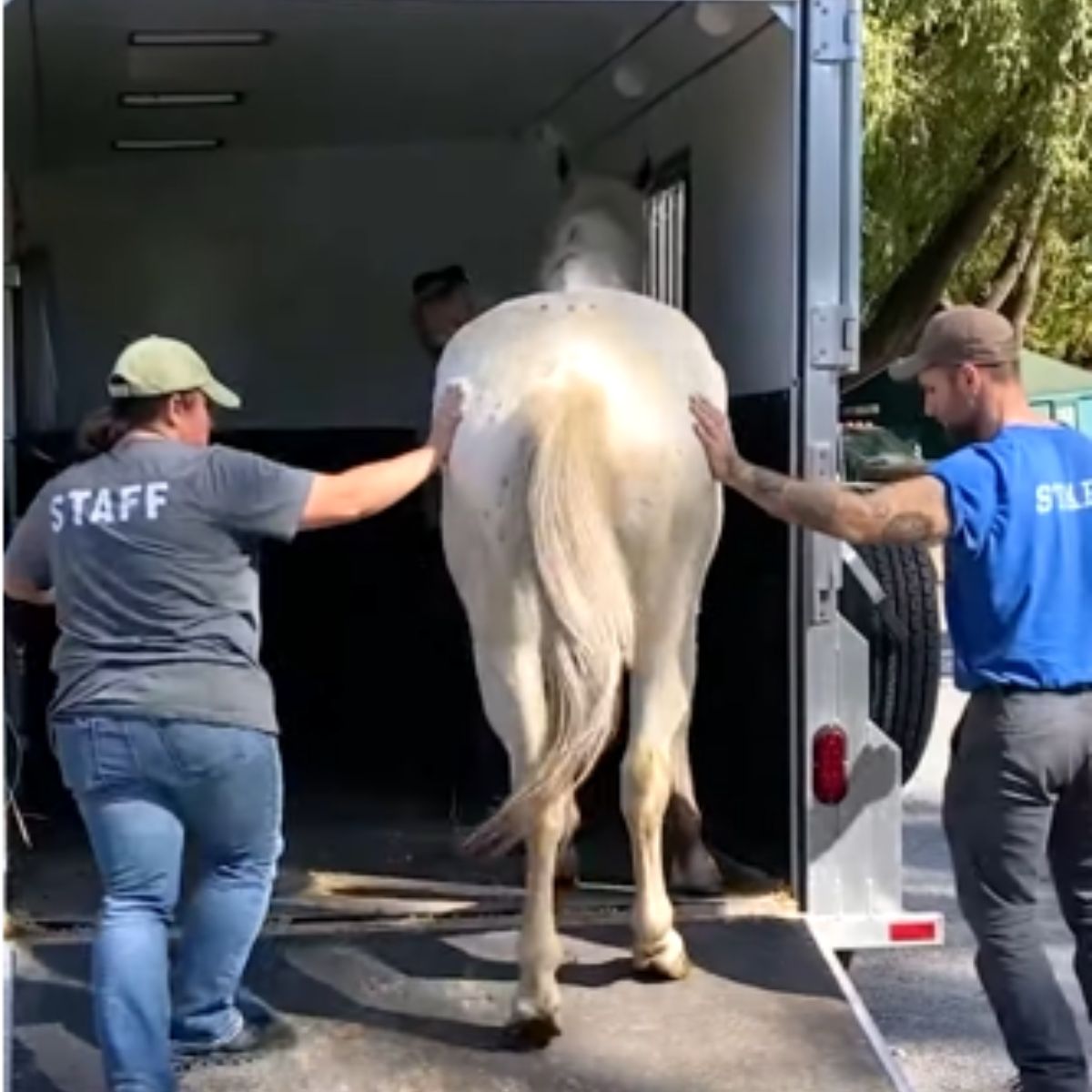 people and blind horse