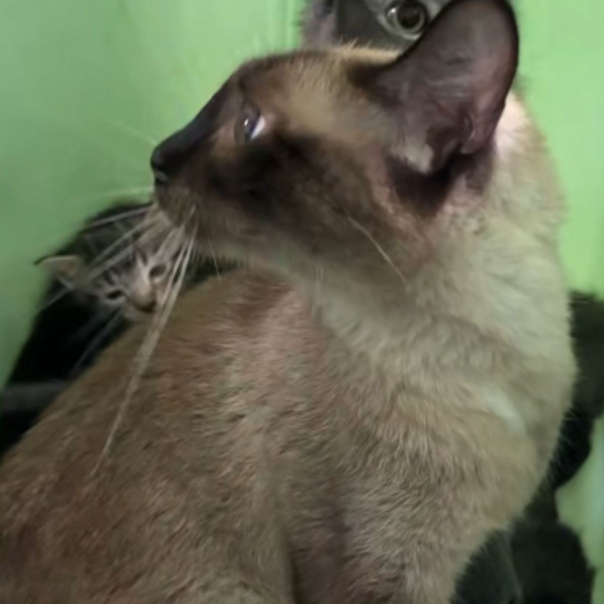 photo of a cat