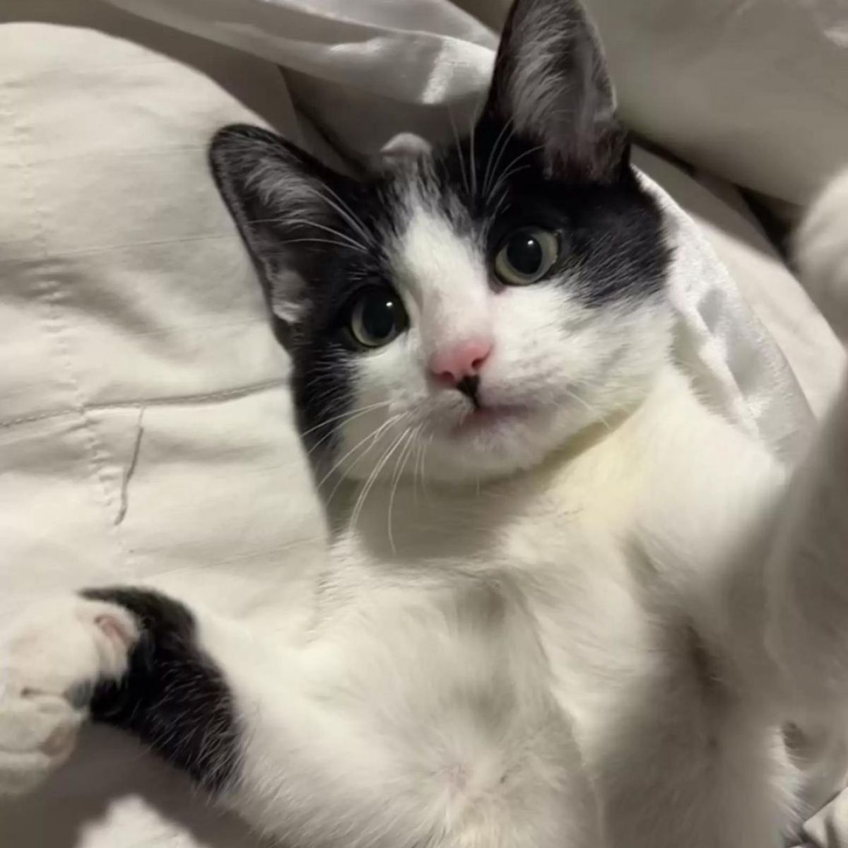 photo of rescued kitten