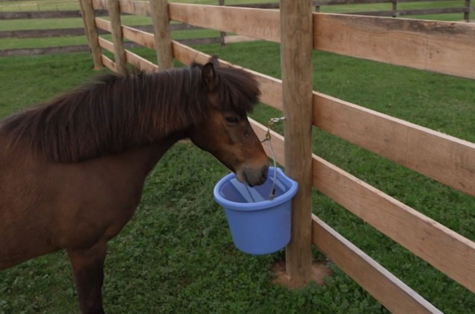 pony drinking water
