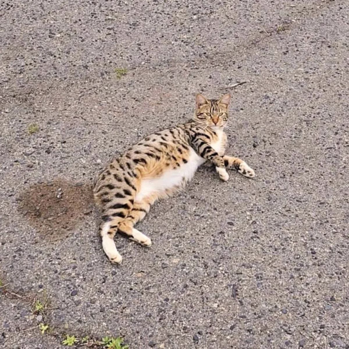 pregnant mother cat
