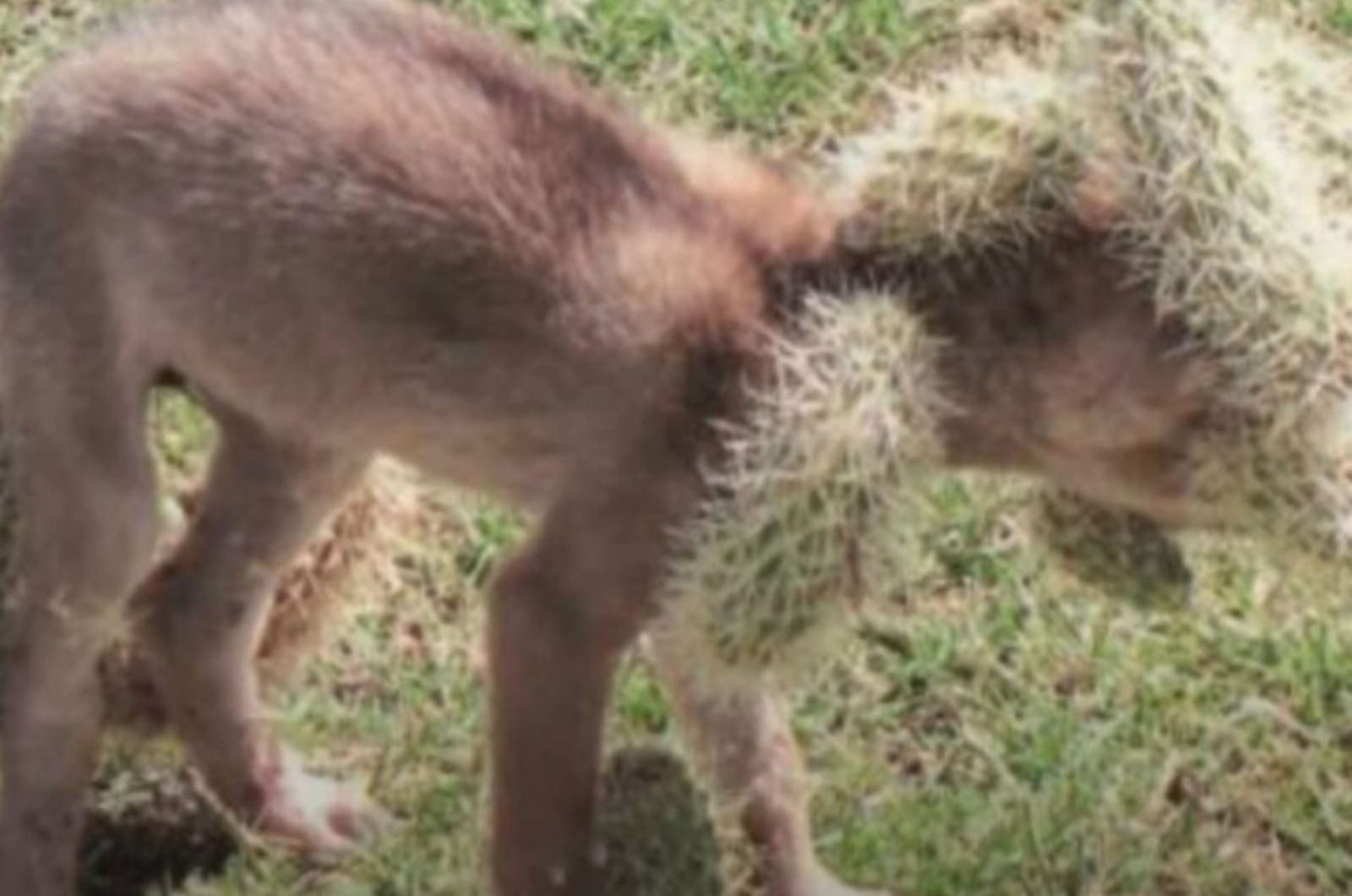 pup covered in cacti
