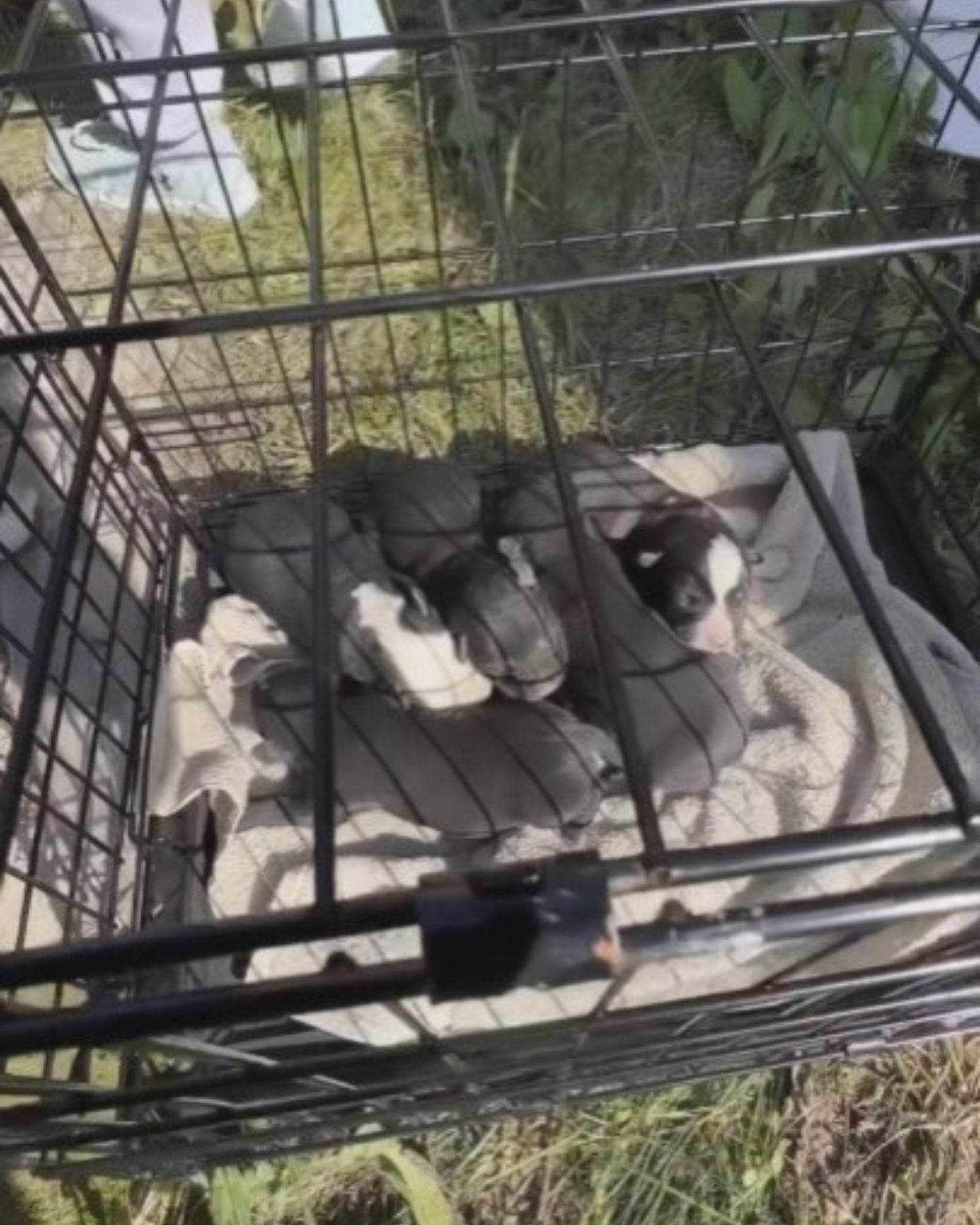 puppies in crate
