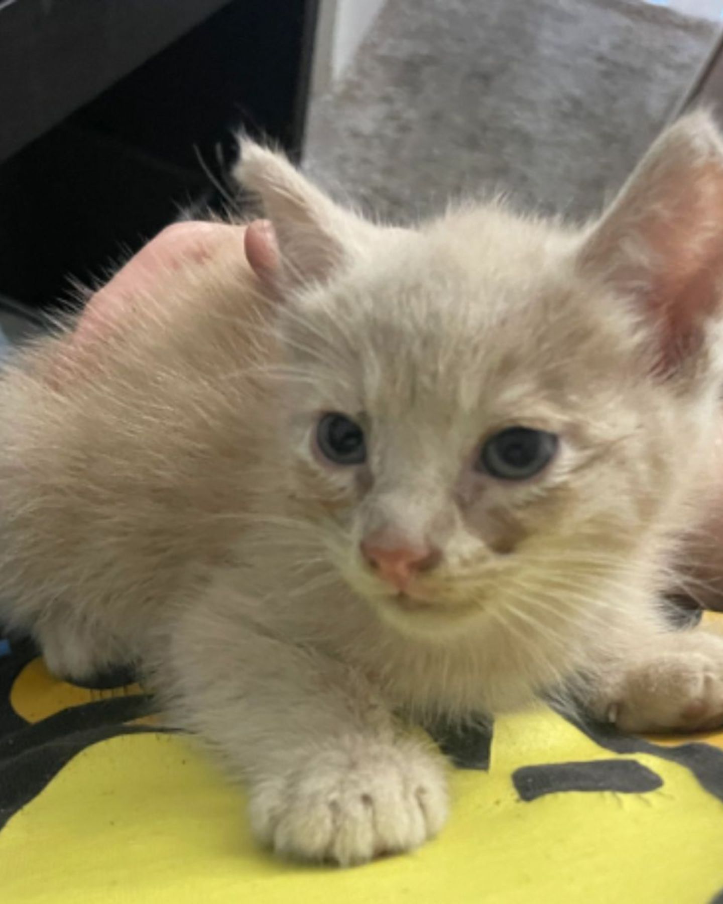rescued cat