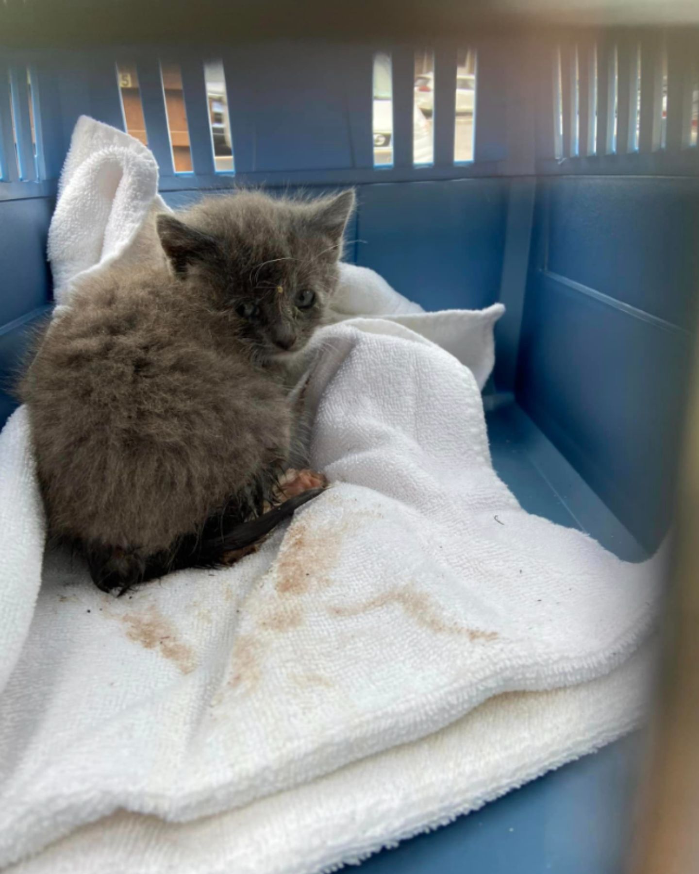 rescued gray kitten