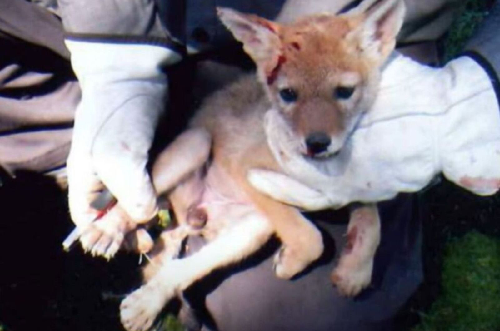 rescued pup