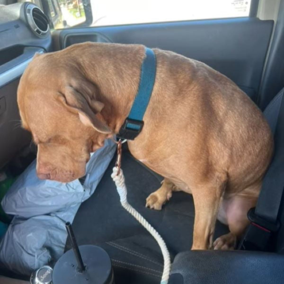 sad dog