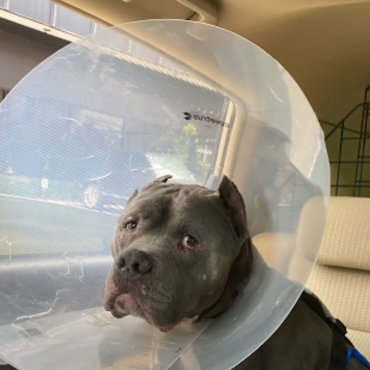 sad senior dog