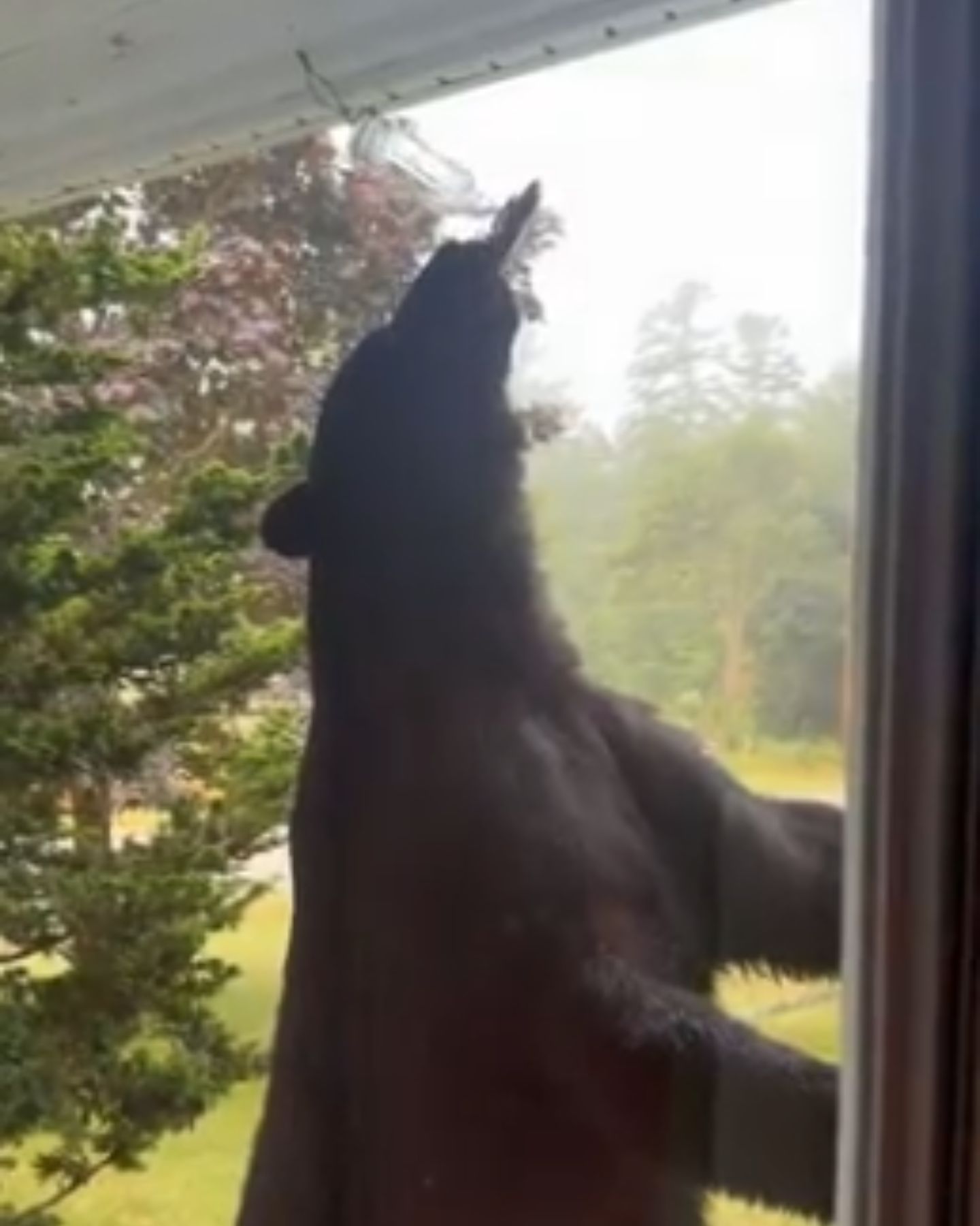 senior bear