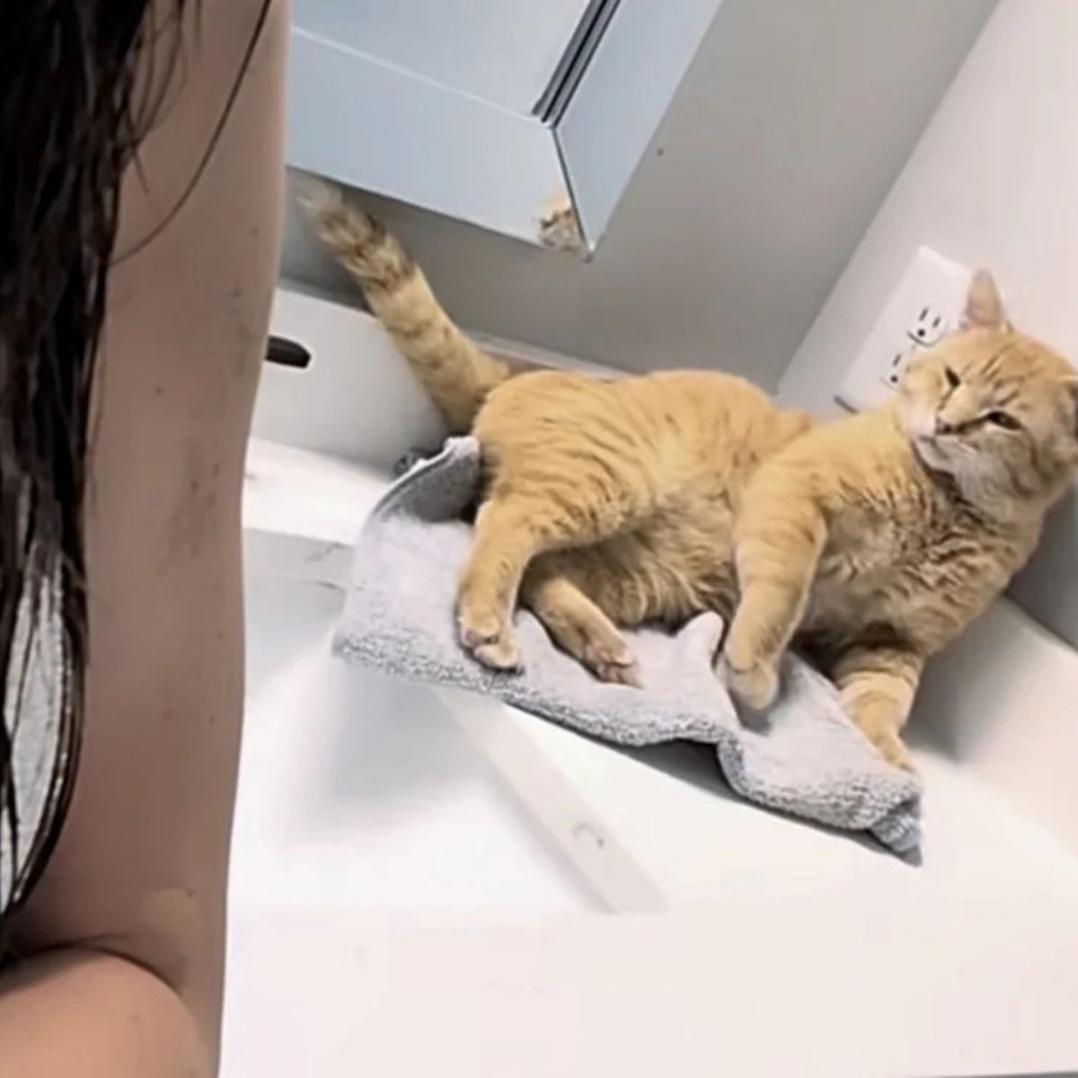 senior cat laying down