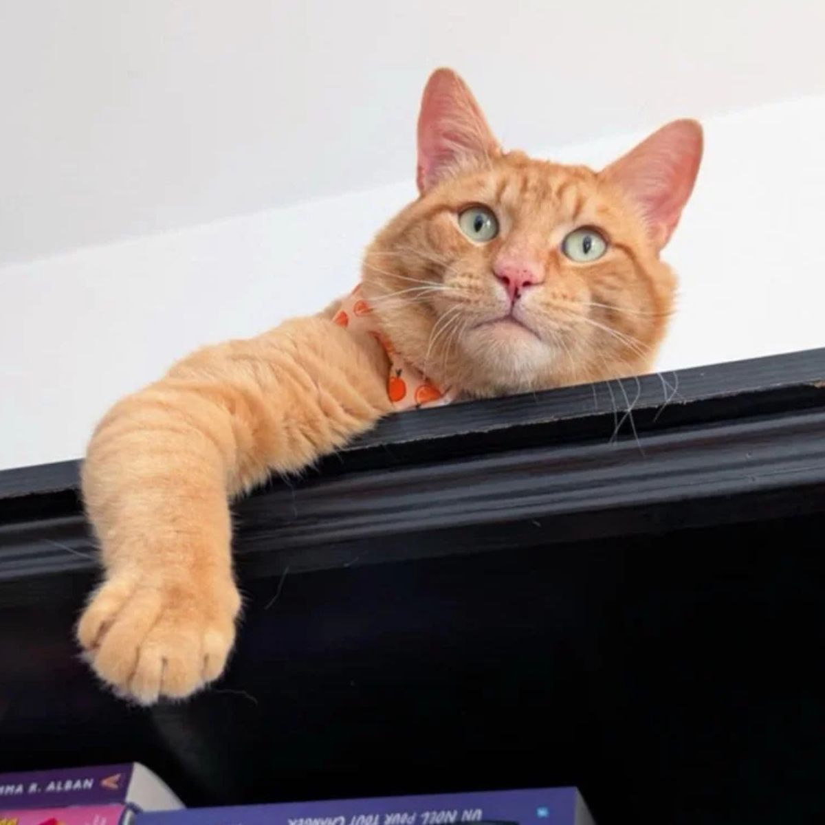 senior orange cat