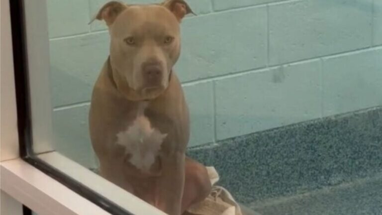 Florida Shelter Dog Labeled ‘Scary’ Waited 2 Years For A Chance, Then Proved Everyone Wrong