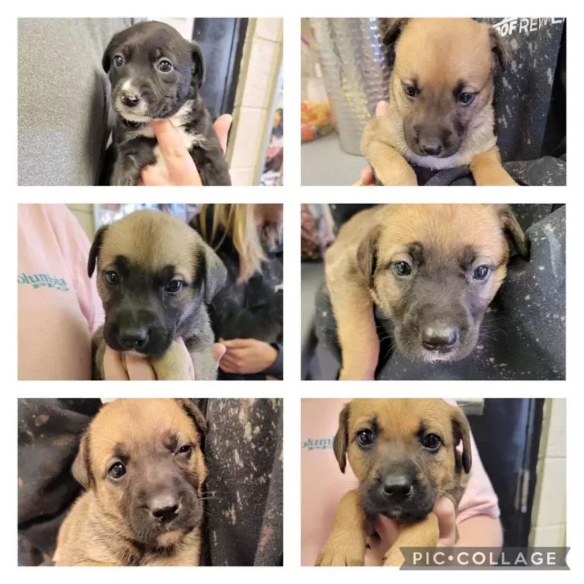 six puppies