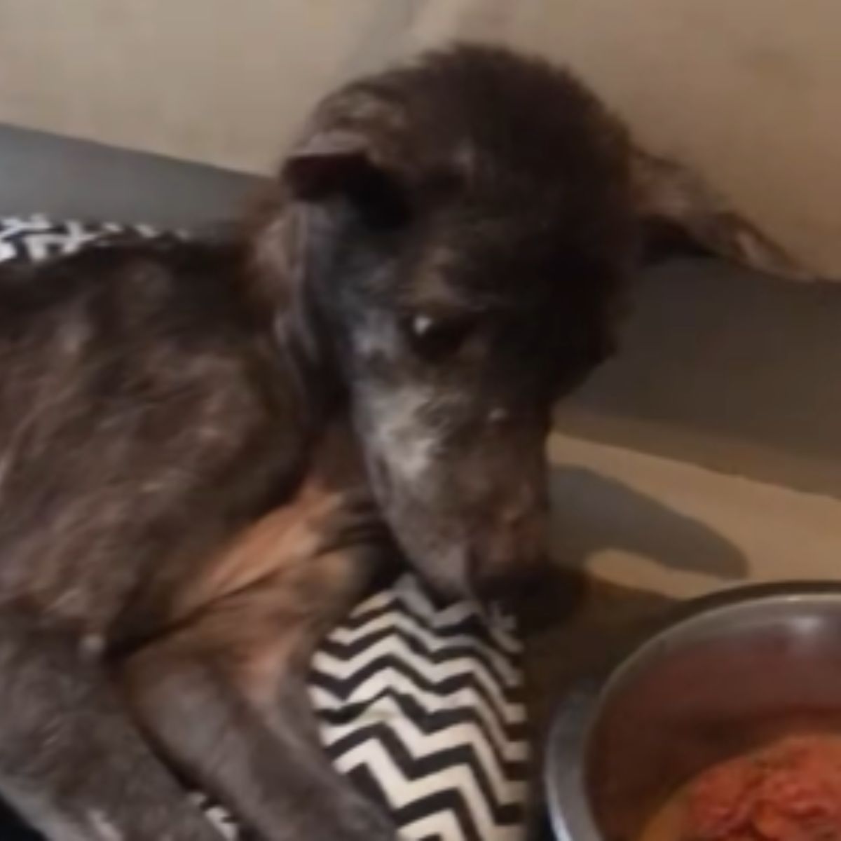skinny dog and food