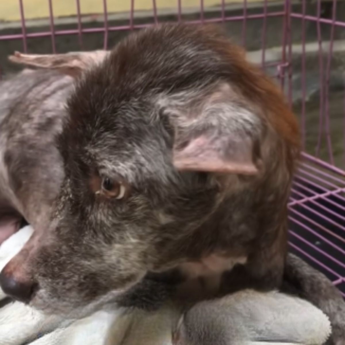 skinny dog in crate
