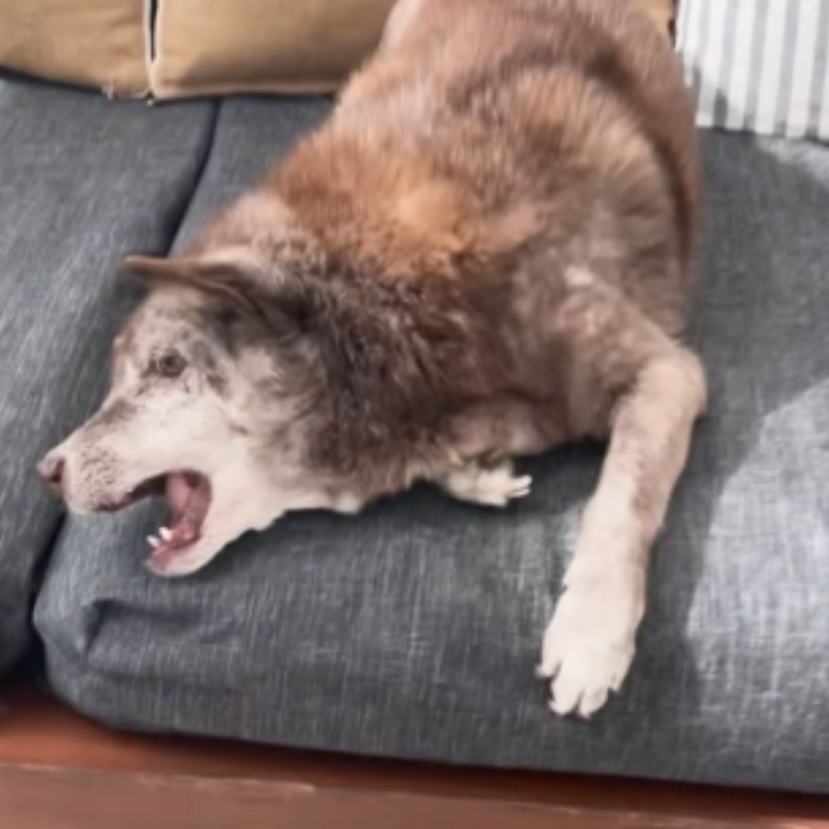 skinny dog laying down