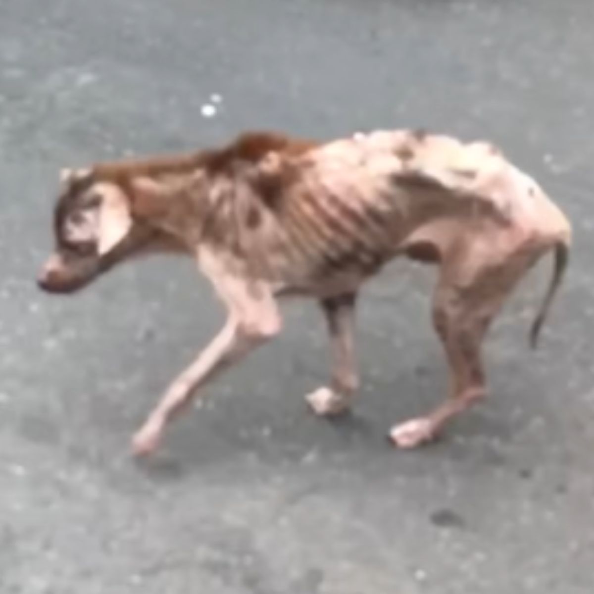 skinny dog