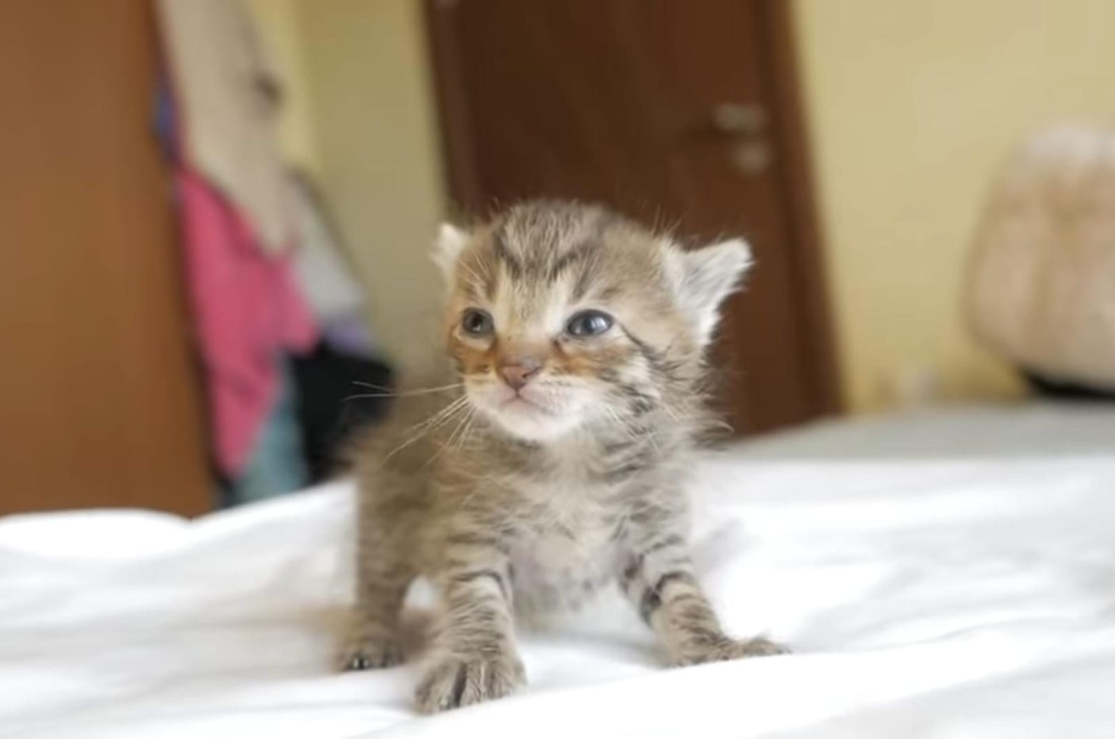 small kitten