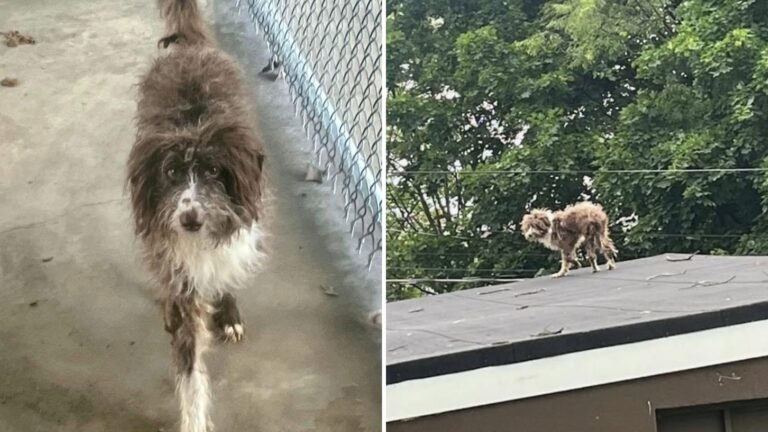 Desperate Dog Climbs Onto A Roof In New Jersey, Hoping Someone Will Notice Him