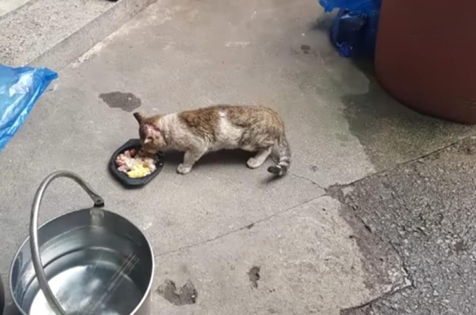 stray cat eating
