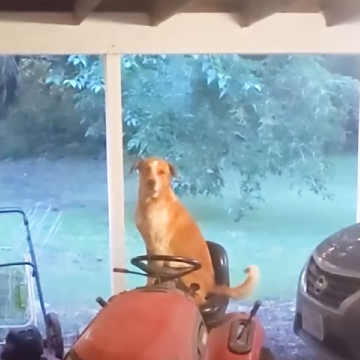 stray dog