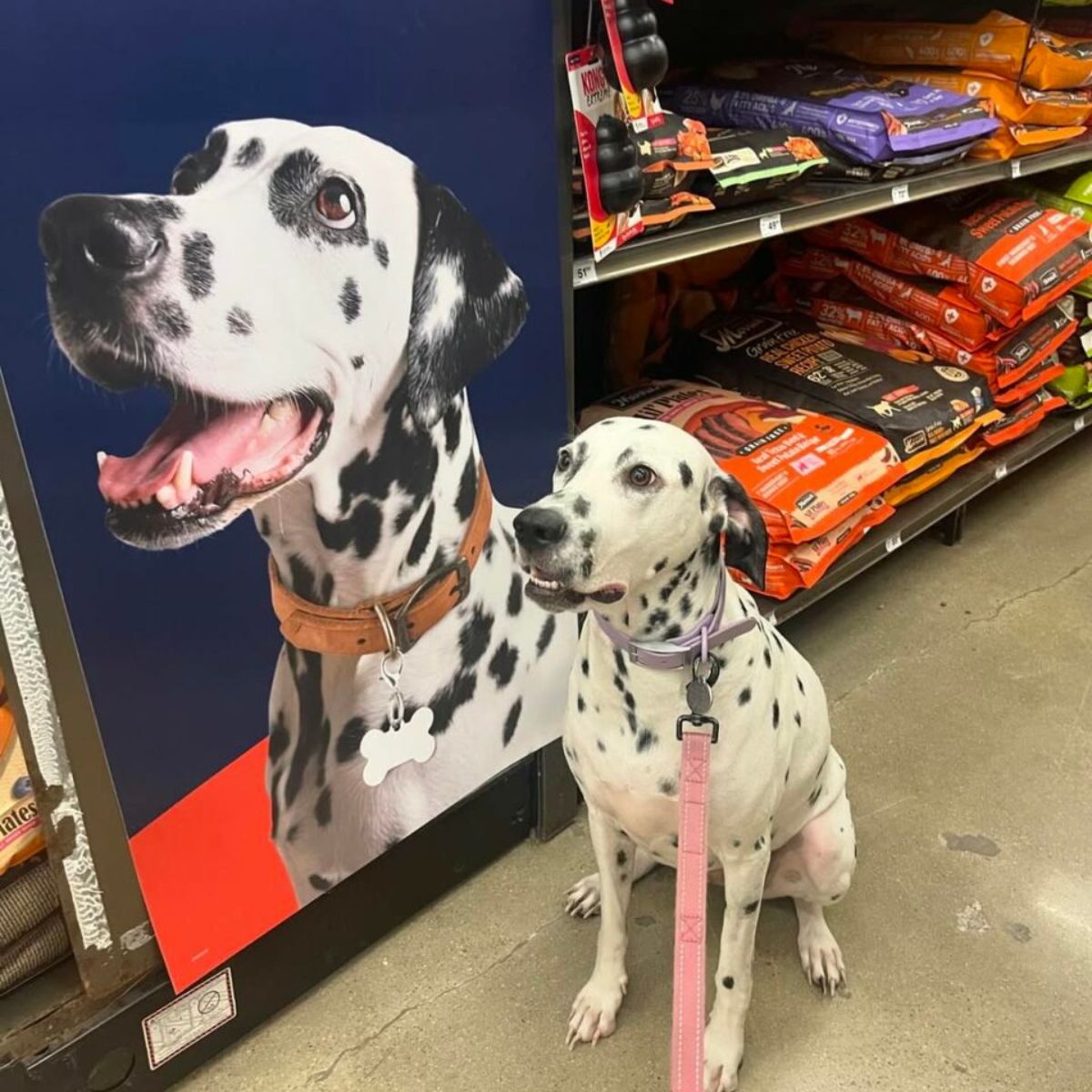 sweet Dalmatian dog