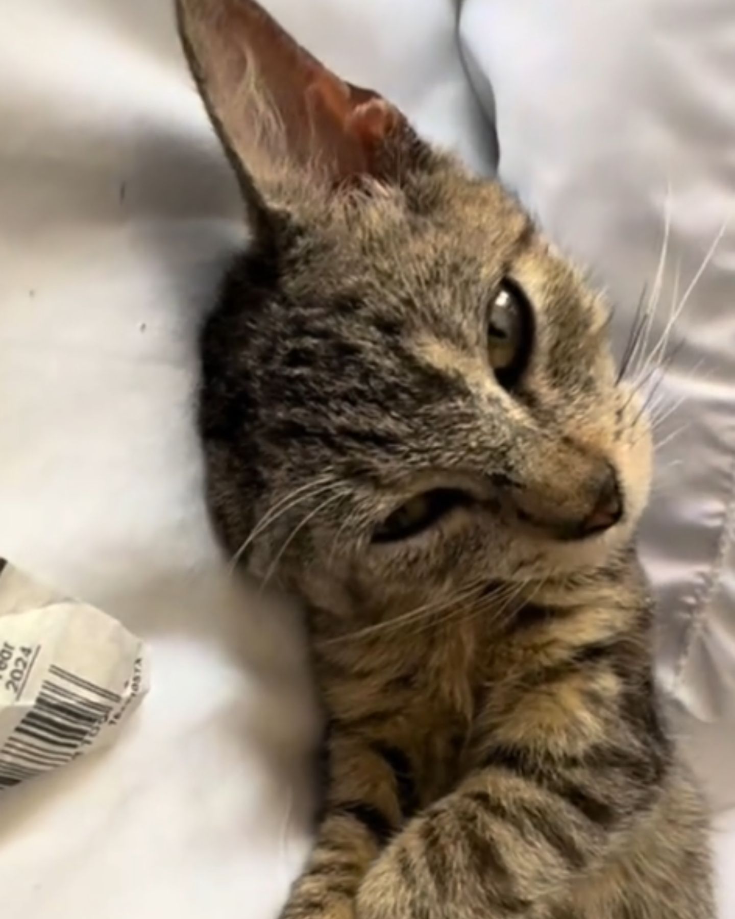 sweet adopted cat
