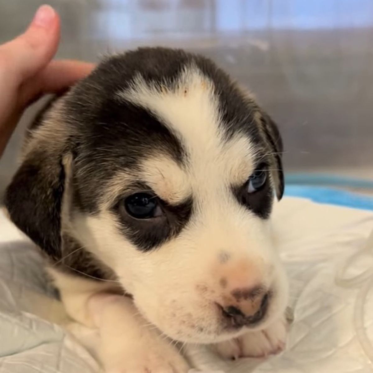 sweet baby dog