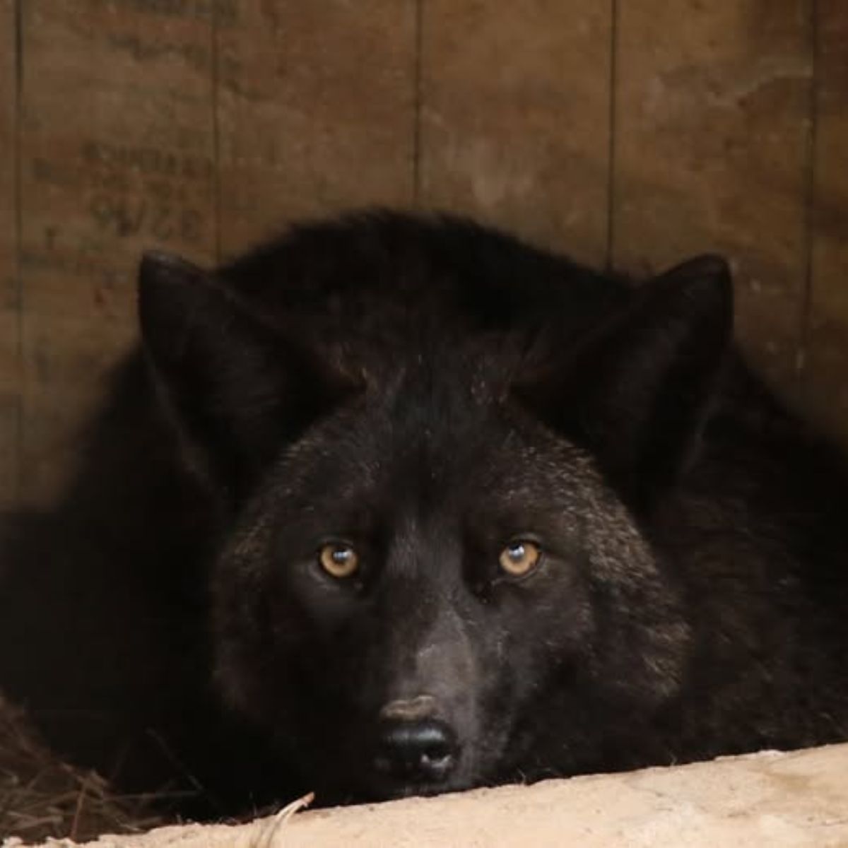 sweet black coyote
