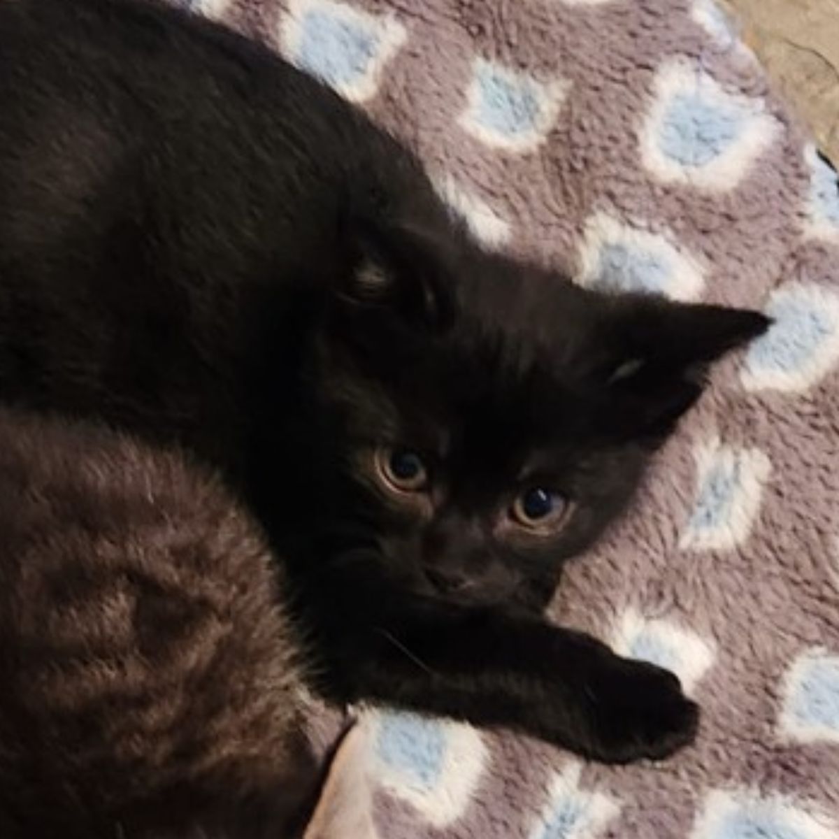 sweet black kitten