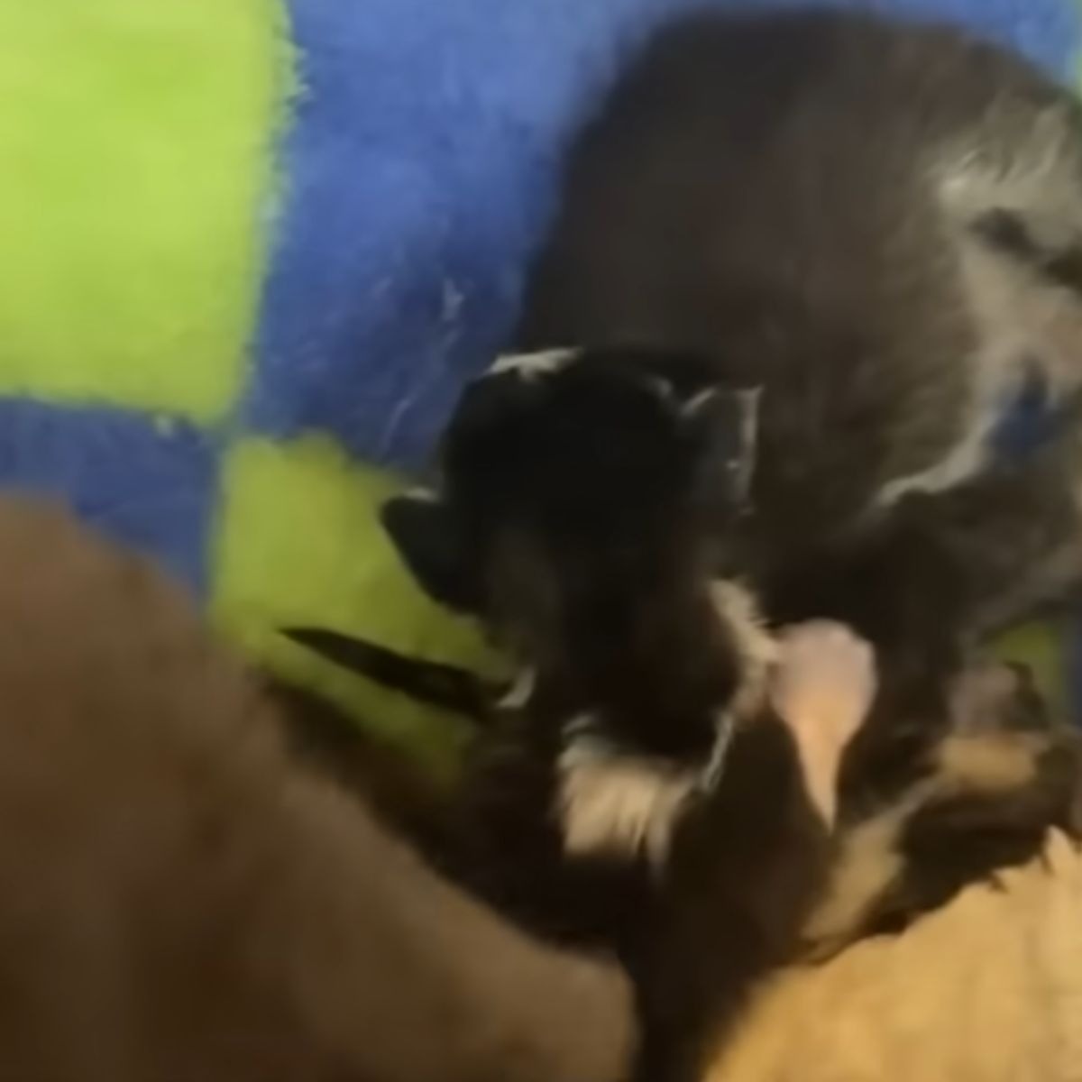 sweet black kitten