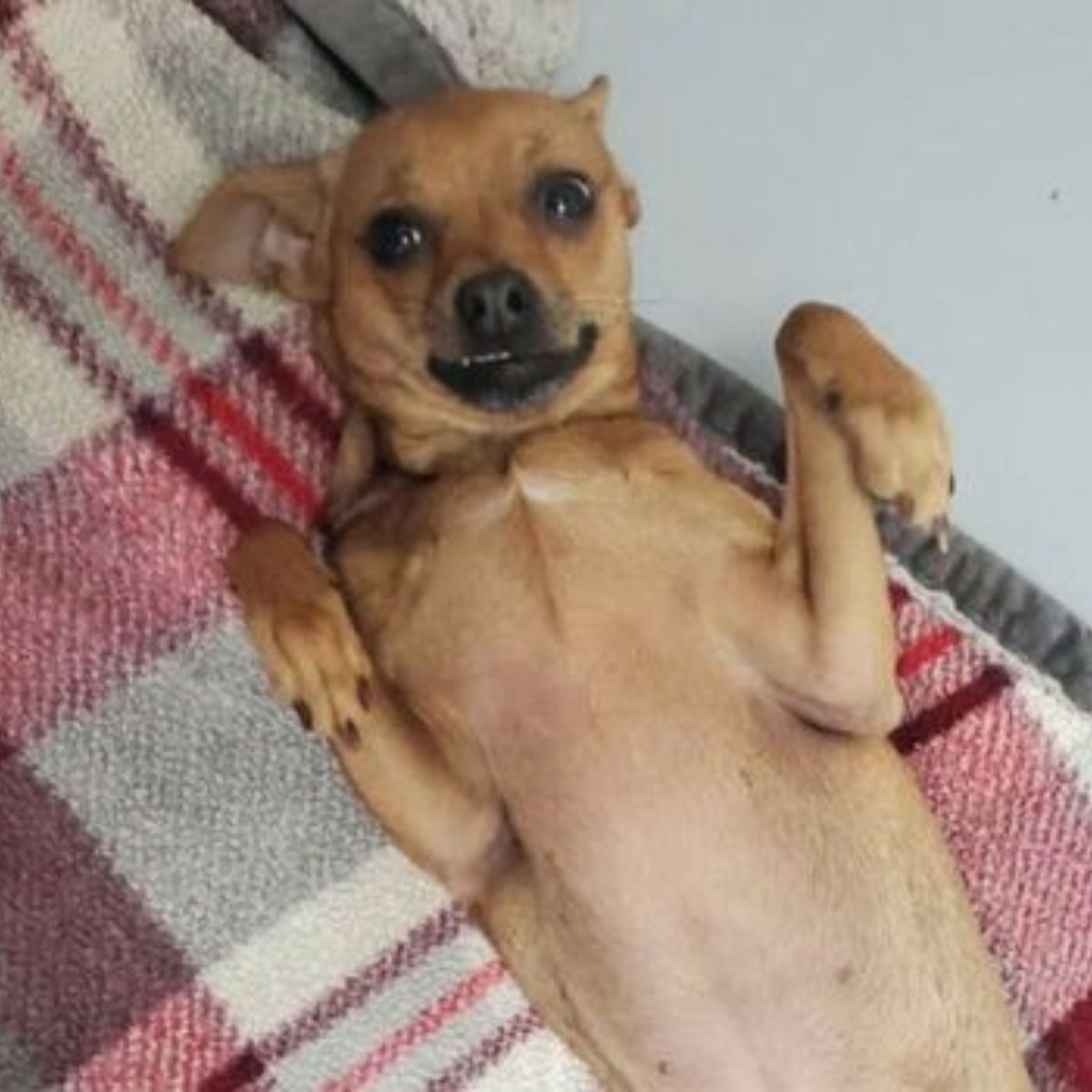 sweet brown dog
