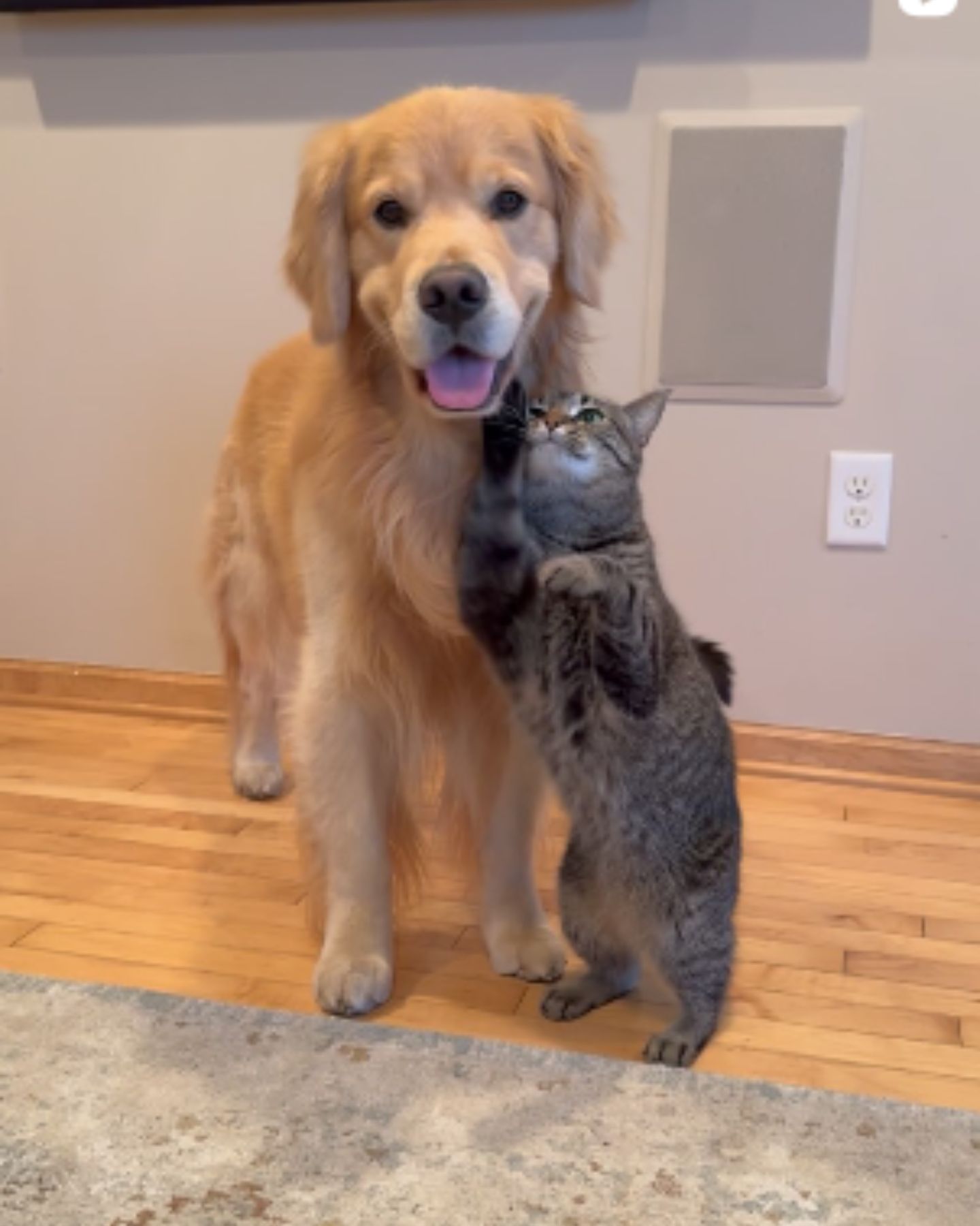 sweet cat and dog