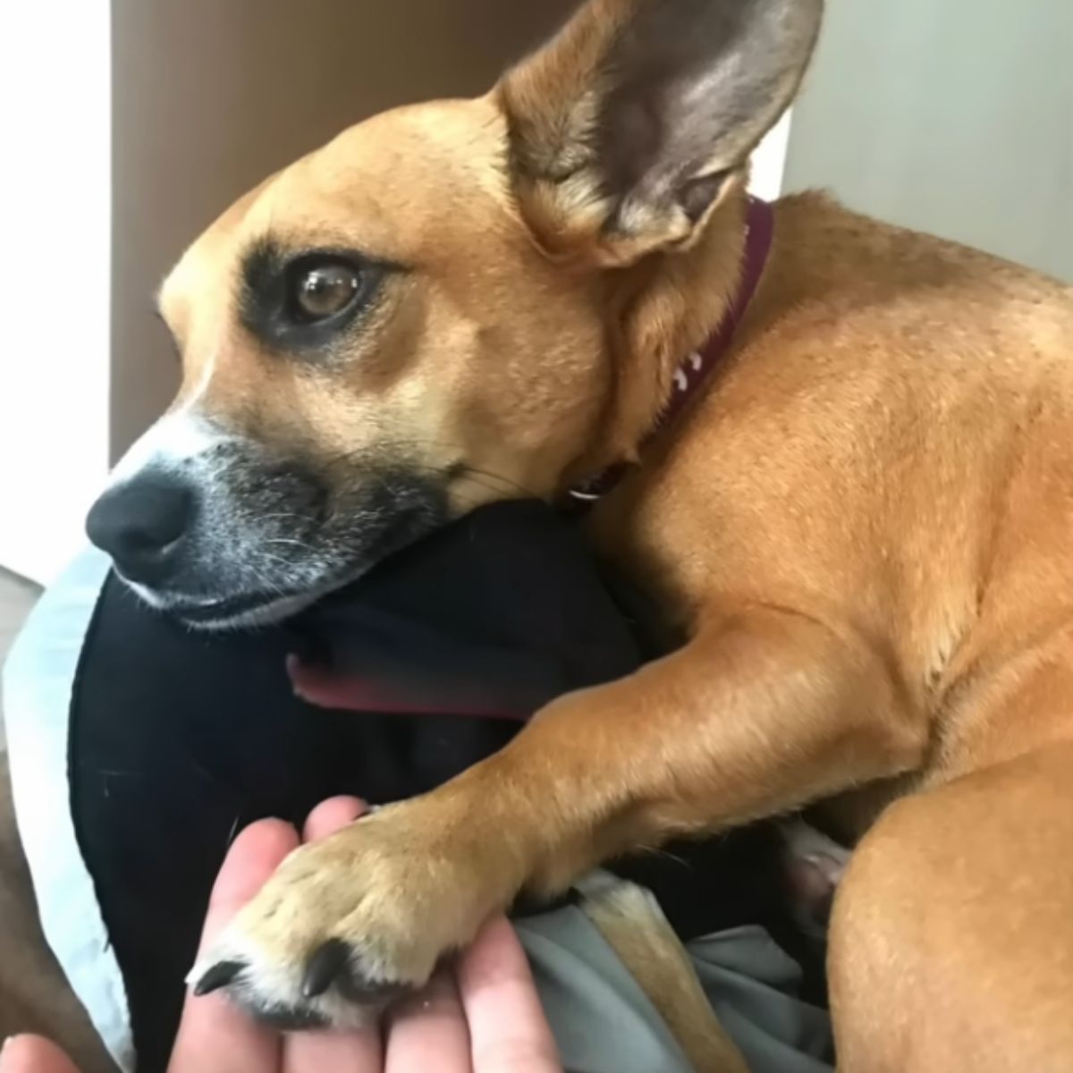 sweet dog