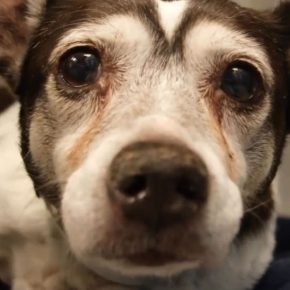 sweet dog