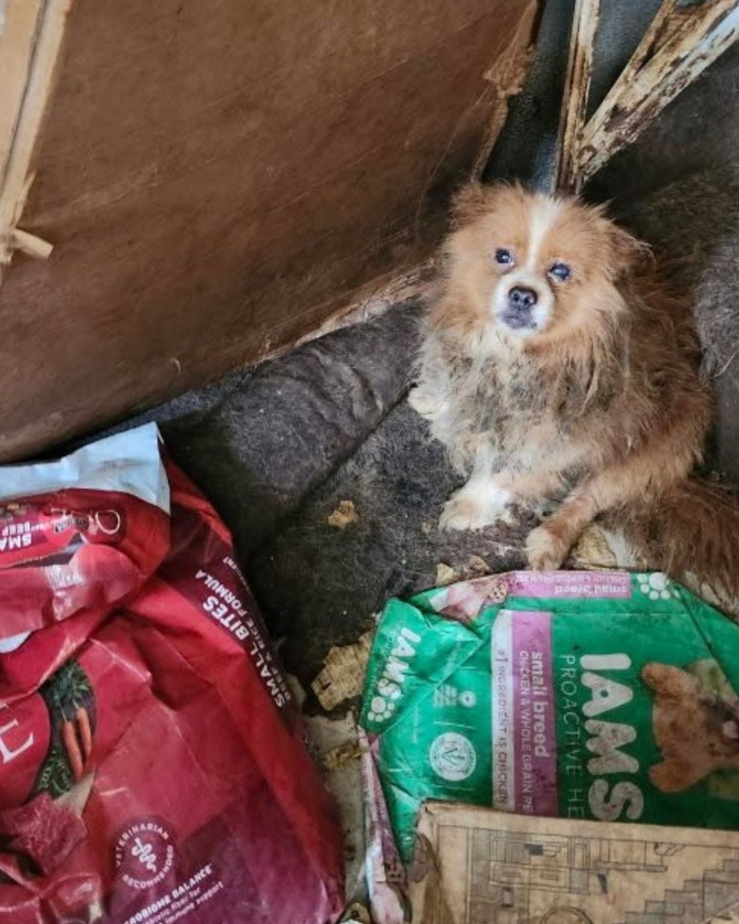 sweet dog in abandoned house