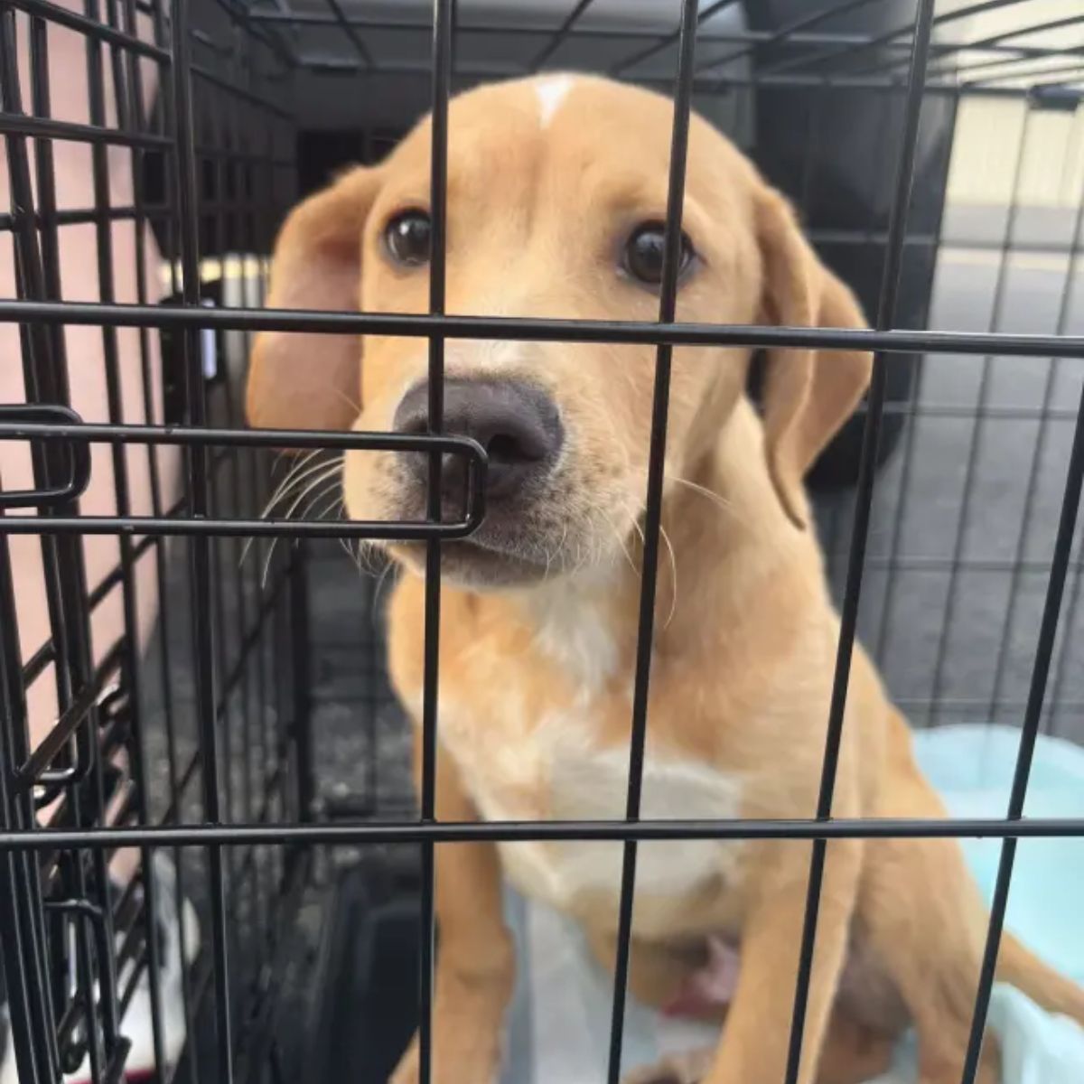 sweet dog in crate