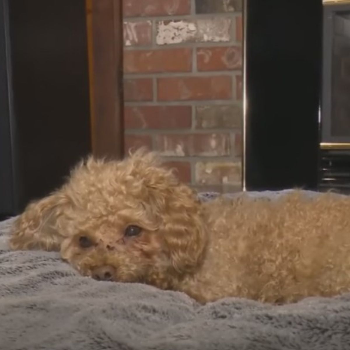 sweet dog laying down
